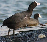 Eurasian Coot