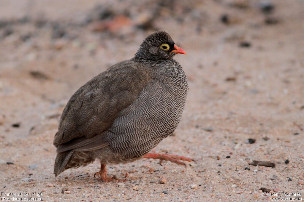 Francolin à bec rouge