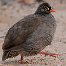 Francolin à bec rouge