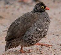 Red-billed Spurfowl