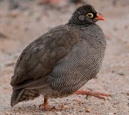 Francolin à bec rouge