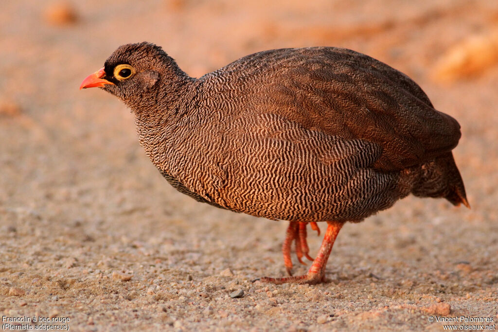 Red-billed Spurfowl