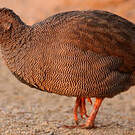 Francolin à bec rouge