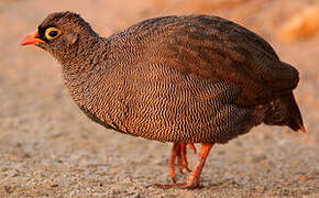 Red-billed Spurfowl