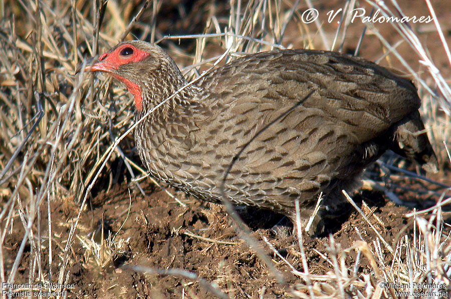 Swainson's Spurfowl