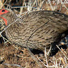 Francolin de Swainson
