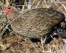 Swainson's Spurfowl