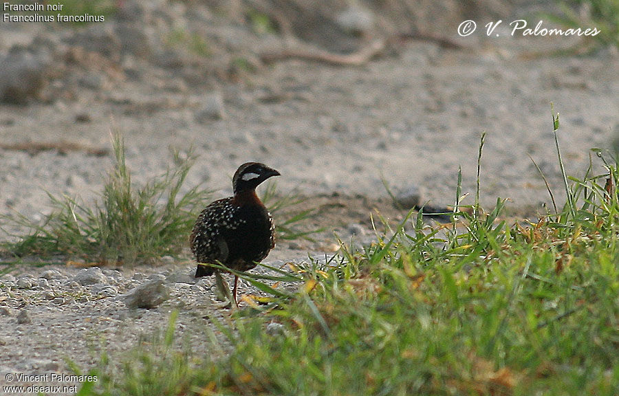 Black Francolin