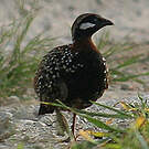 Francolin noir
