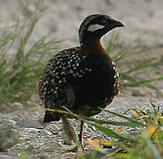 Black Francolin