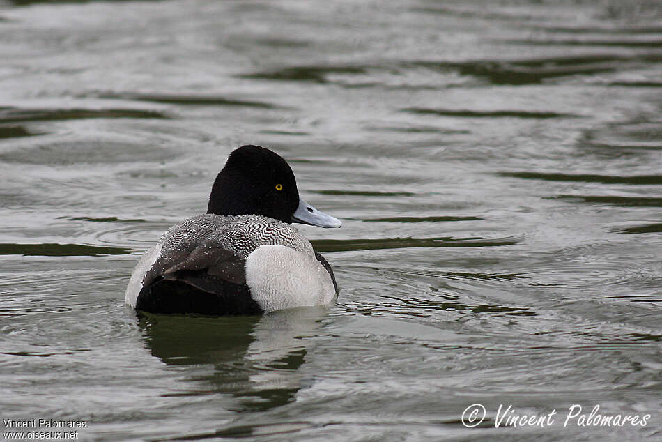 Lesser Scaup male adult breeding, pigmentation