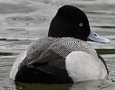 Lesser Scaup