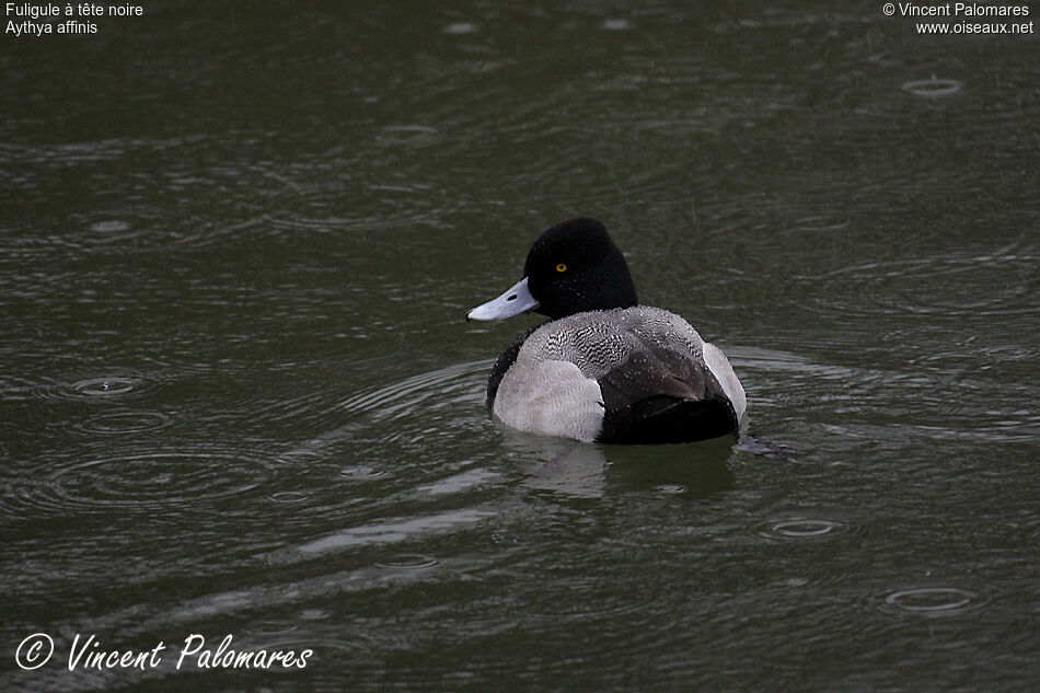 Lesser Scaup