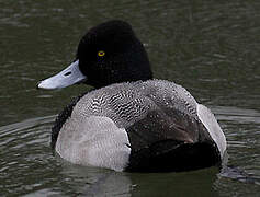 Lesser Scaup