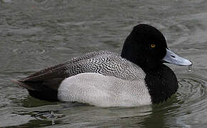 Lesser Scaup