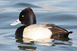 Lesser Scaup