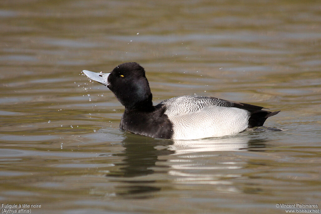 Lesser Scaup male adult