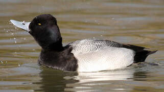 Lesser Scaup