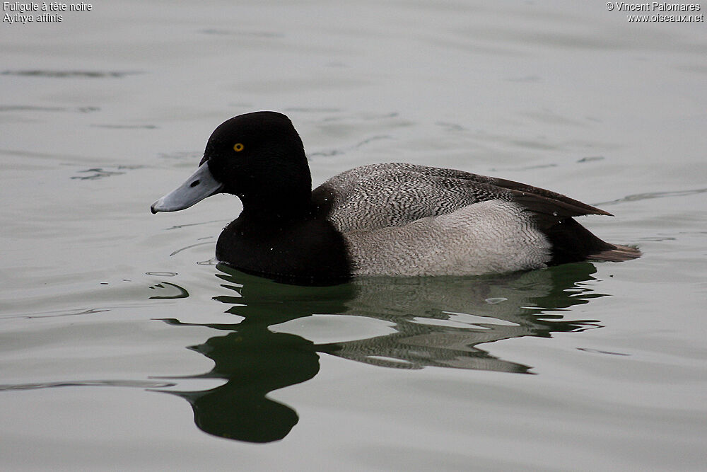 Lesser Scaup male adult breeding