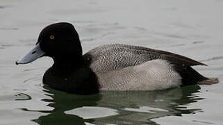 Lesser Scaup