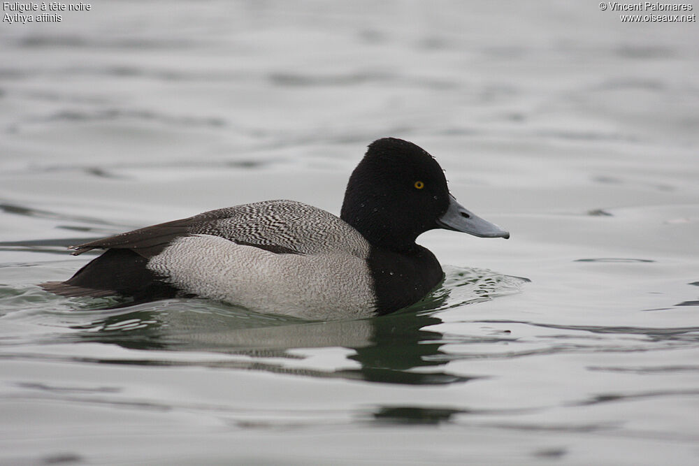 Lesser Scaup male adult breeding