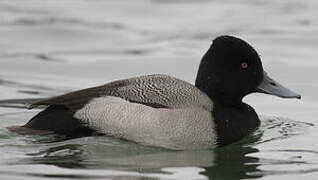 Lesser Scaup