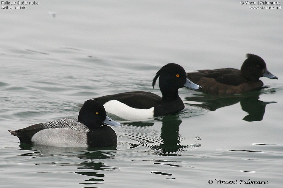 Lesser Scaup