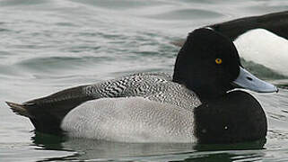 Lesser Scaup