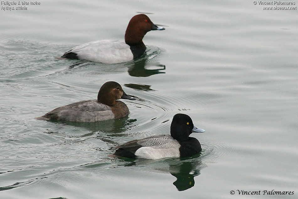 Lesser Scaup