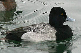 Lesser Scaup