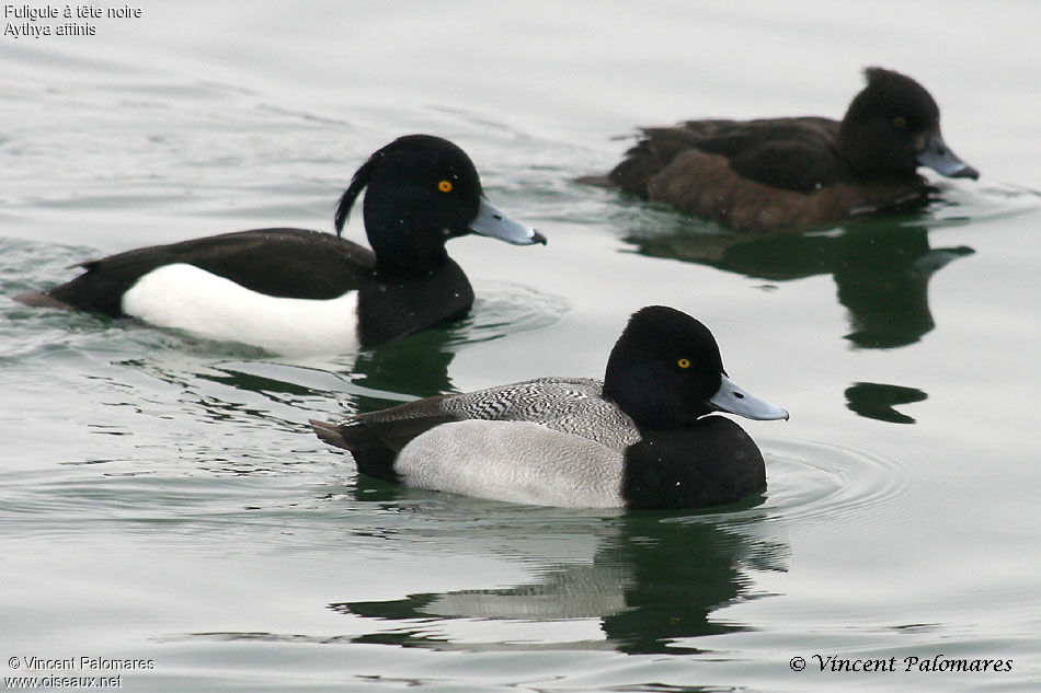 Lesser Scaup