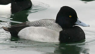 Lesser Scaup