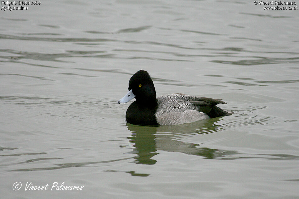 Lesser Scaup