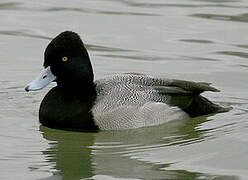 Lesser Scaup