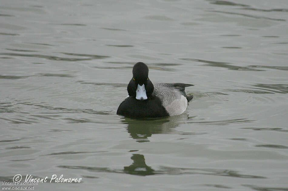 Lesser Scaup male adult, close-up portrait