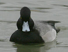 Lesser Scaup