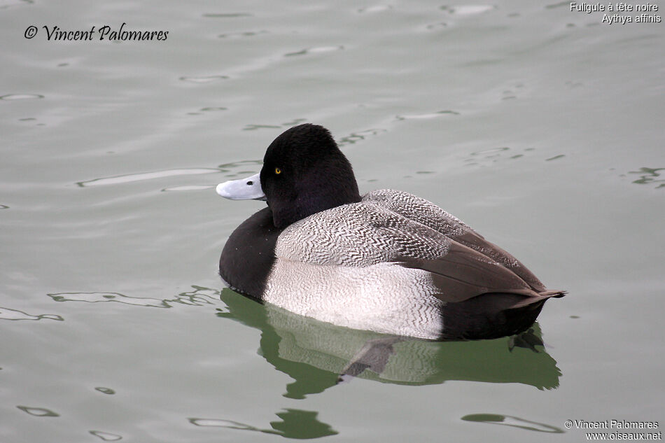 Lesser Scaup male adult