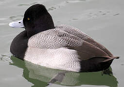 Lesser Scaup