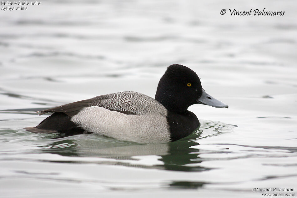 Lesser Scaup male adult