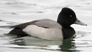 Lesser Scaup