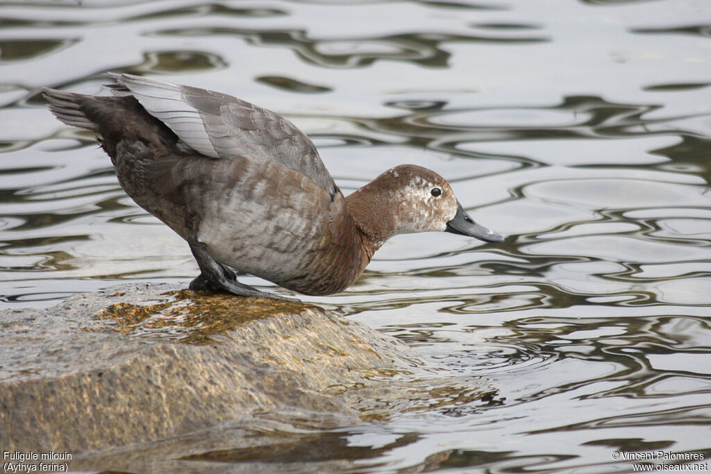 Common Pochard female