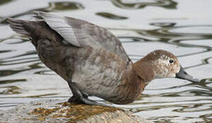 Common Pochard