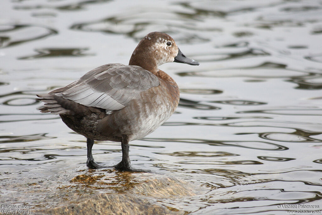 Common Pochard female