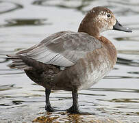 Common Pochard