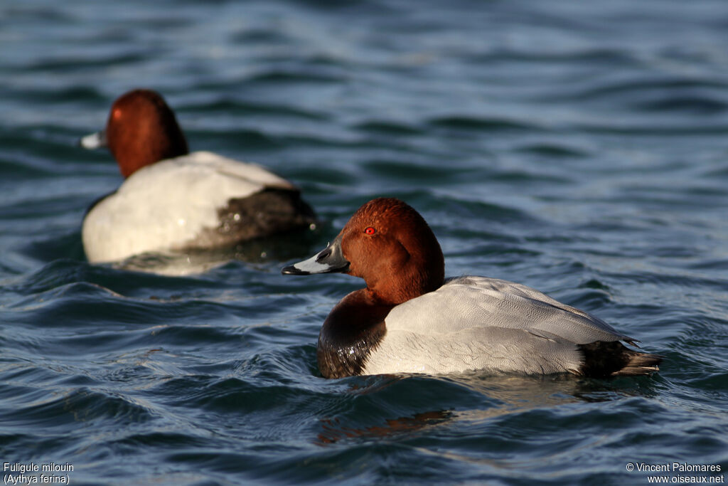 Common Pochard male