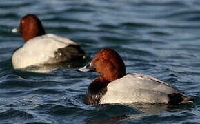 Common Pochard