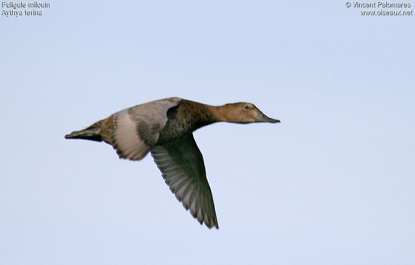 Common Pochard