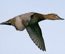 Common Pochard