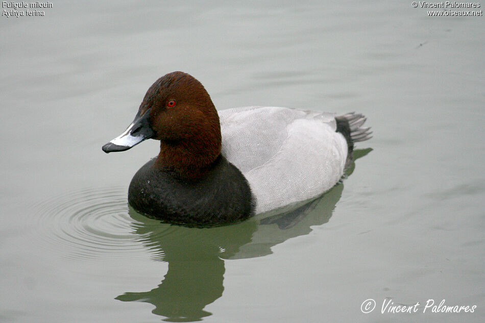 Common Pochard male adult