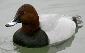 Common Pochard